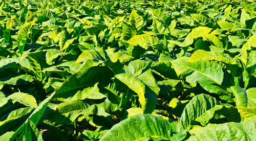 维科美拓在线水分仪在烟草行业的应用 维科美拓在线水分仪在烟草行业的应用