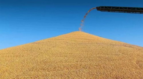 维科美拓在线水分仪在粮食行业的应用 维科美拓在线水分仪在粮食行业的应用